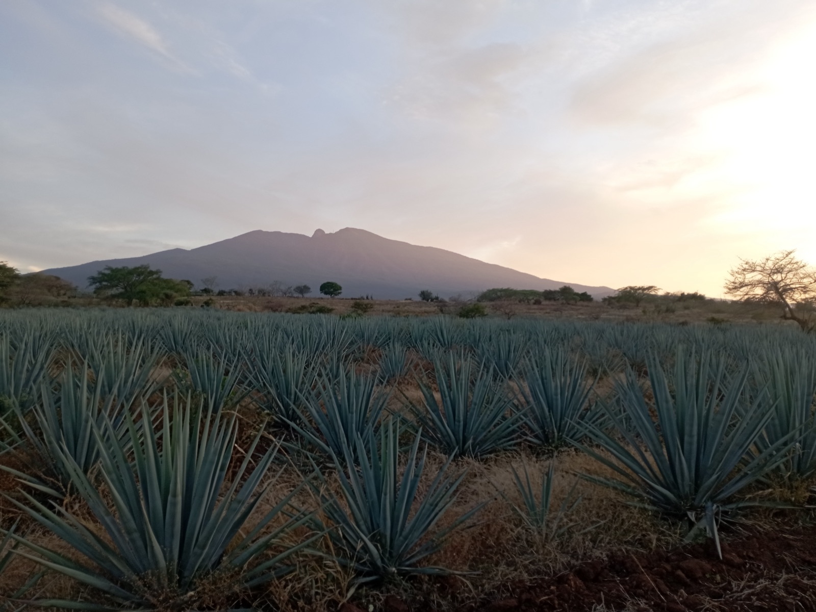 Blue agave fields below the Tequila volcano, Jalisco