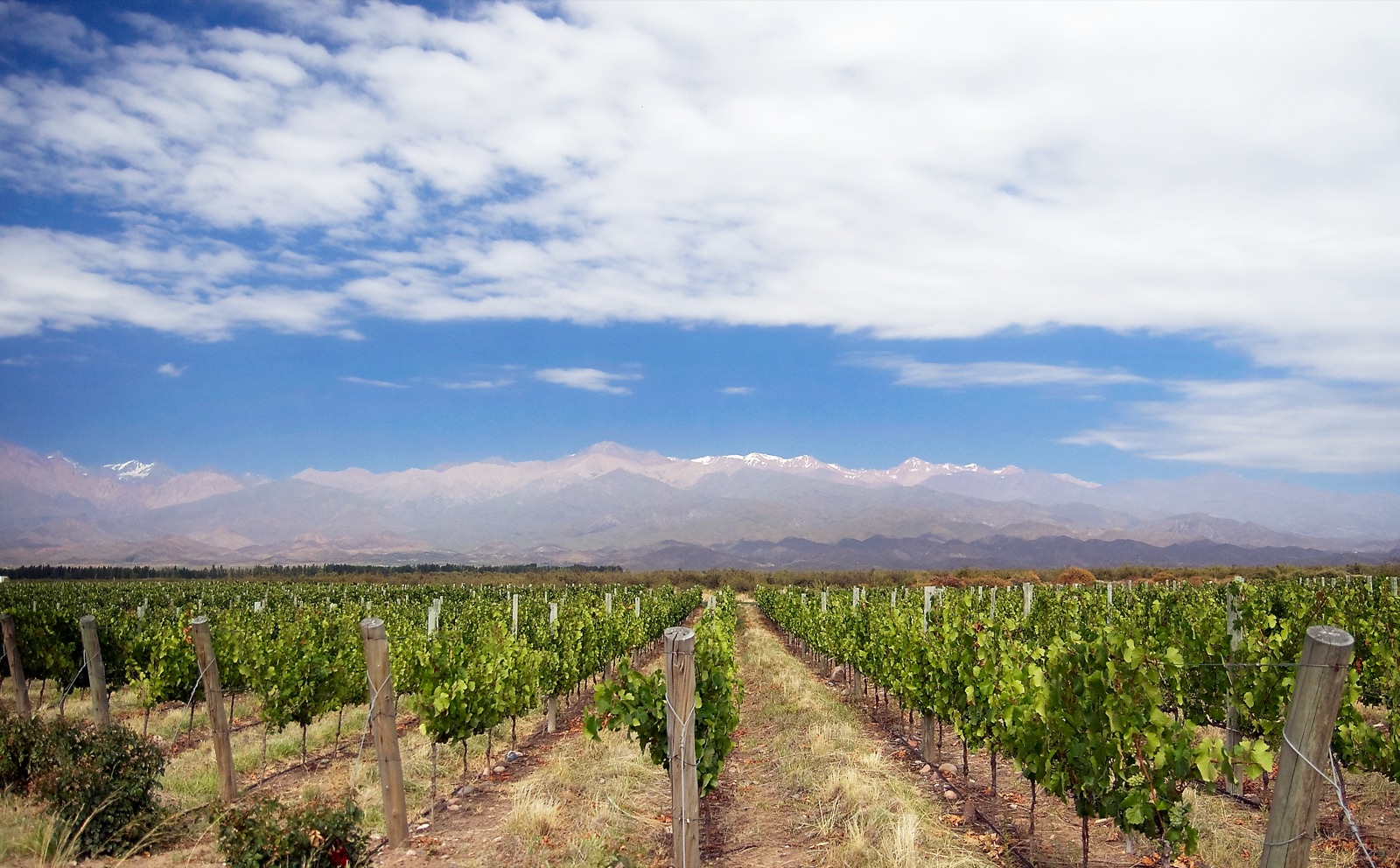 Vines in the Uco Valley, Mendoza, with the Andes behind
